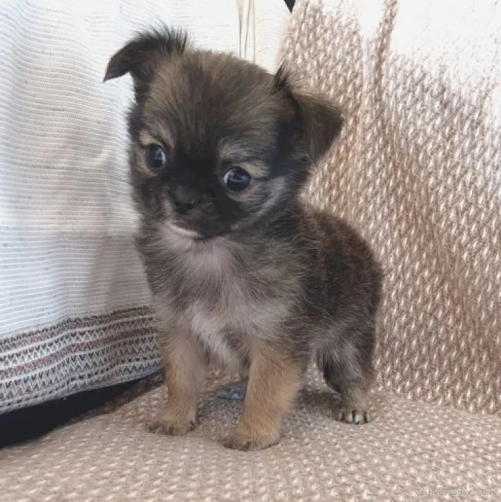 ID:2311-04909の子犬