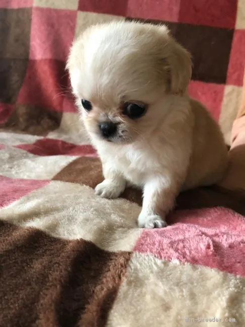 N 様のお迎えした子犬