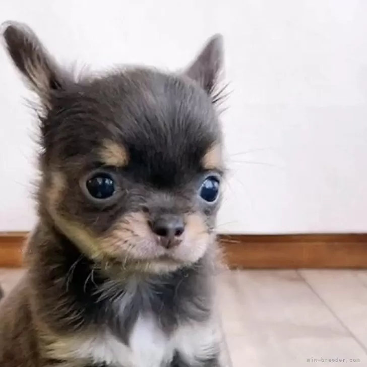 ID:2406-03599の子犬