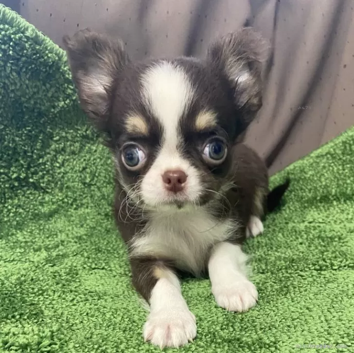 ID：2409-01661の子犬