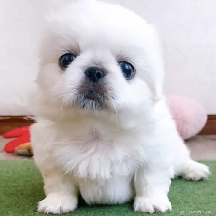 ひよこ 様のお迎えした子犬