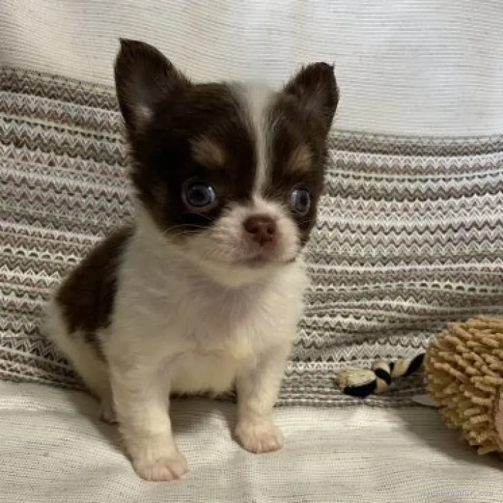 ID：2308-05603の子犬