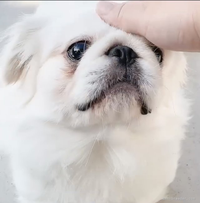 ペキニーズ【・男の子・2021年2月10日・ホワイト】「活発で優しい生活のパパさんです」