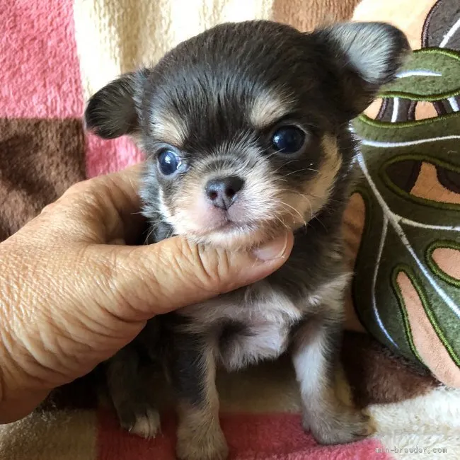ID：2005-03477の子犬