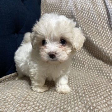 ミックス(マルチーズ✖️トイプードル)【岡山県・女の子・2023年5月20日・ホワイト&クリーム】の写真「まるでぬいぐるみのような可愛さ」