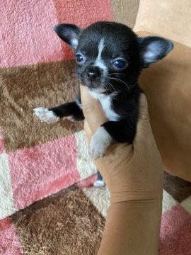 チワワ(スムース)【岡山県・男の子・2020年5月21日・ブラック&ホワイト】の写真「個性的な柄の男の子。スムチーは可愛いですよ。」