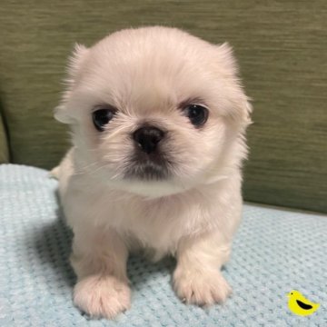 ペキニーズ【岡山県・男の子・2023年8月20日・ホワイト】の写真「「ムチムチボディーで元気いっぱいの僕」」