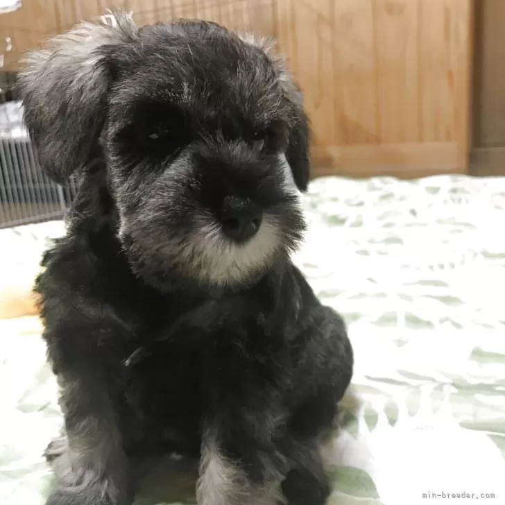 ID：2507-01894の子犬