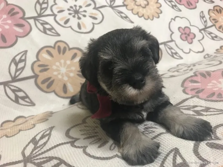 ID:1807-00083の子犬