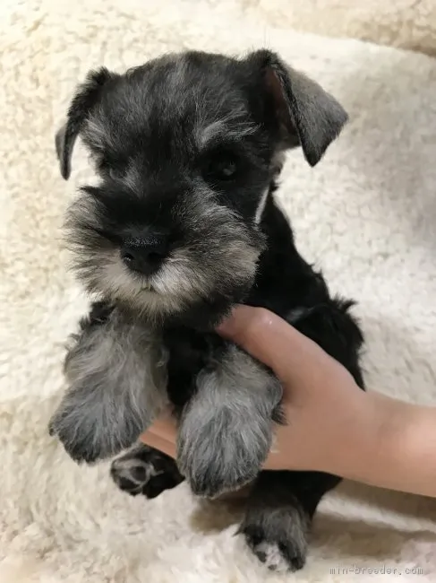 ID:1807-00356の子犬