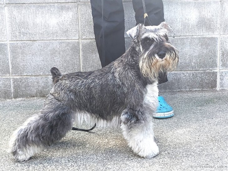 ミニチュアシュナウザー【・女の子・2022年12月15日・ソルト&amp;ペッパー】