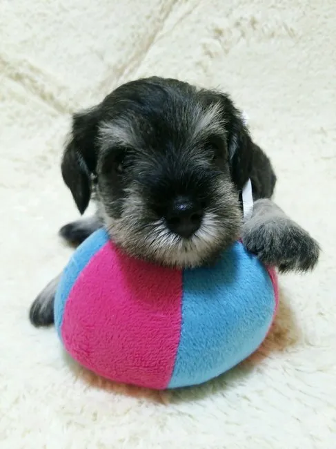 ID:1608-01432の子犬