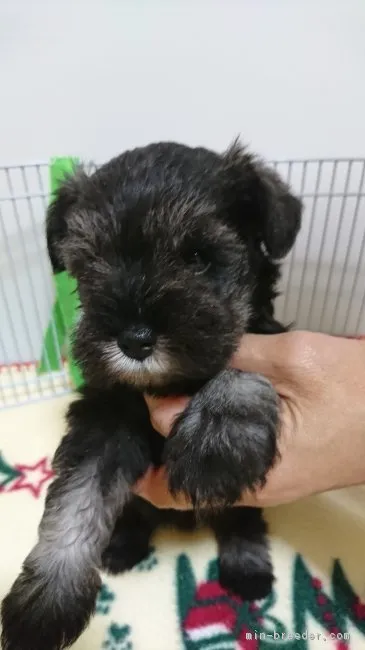 ID：1807-00253の子犬