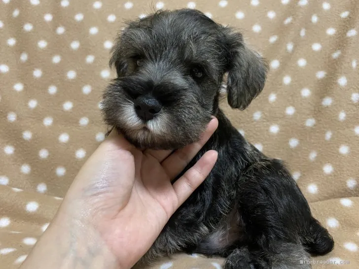 ID：2010-01388の子犬