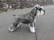 ミニチュアシュナウザー【・女の子・2022年12月15日・ソルト&ペッパー】