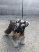 ミニチュアシュナウザー【・女の子・2022年12月15日・ソルト&ペッパー】