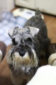 ミニチュアシュナウザー【・女の子・2022年12月15日・ソルト&ペッパー】