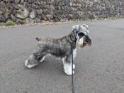 ミニチュアシュナウザー【・女の子・2022年12月15日・ソルト&ペッパー】