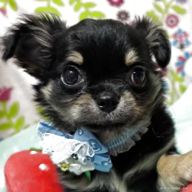 T.S 様のお迎えした子犬