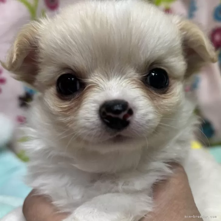 ID：2412-02100の子犬