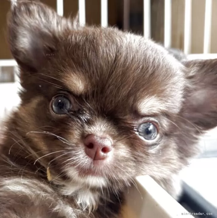 チワワ(ロング)【京都府・女の子・2025年5月5日・チョコタン】の写真1