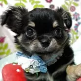 チワワ(ロング)