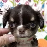 チワワ(ロング)