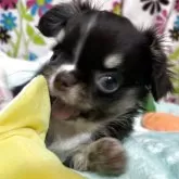 チワワ(ロング)【京都府・女の子・2025年5月21日・チョコタン】の写真2