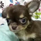 チワワ(ロング)【京都府・男の子・2025年5月21日・チョコタン】の写真3