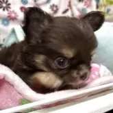チワワ(ロング)【京都府・女の子・2025年5月5日・チョコタン】の写真4
