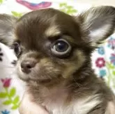 チワワ(ロング)【京都府・男の子・2025年5月21日・チョコタン】の写真4