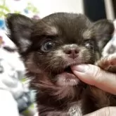 チワワ(ロング)【京都府・女の子・2025年5月5日・チョコタン】の写真5