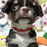 チワワ(ロング)【京都府・女の子・2025年5月21日・チョコタン】の写真5