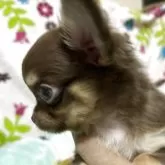 チワワ(ロング)【京都府・男の子・2025年5月21日・チョコタン】の写真5