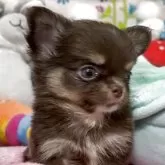 チワワ(ロング)【京都府・女の子・2025年5月5日・チョコタン】の写真6