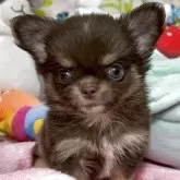 チワワ(ロング)【京都府・女の子・2025年5月5日・チョコタン】の写真7