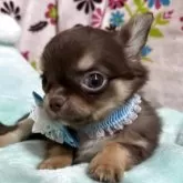 チワワ(ロング)【京都府・男の子・2025年5月21日・チョコタン】の写真7