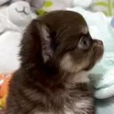 チワワ(ロング)【京都府・女の子・2025年5月5日・チョコタン】の写真8