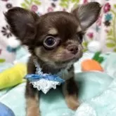 チワワ(ロング)【京都府・男の子・2025年5月21日・チョコタン】の写真9