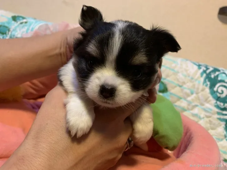 ID:1908-01870の子犬