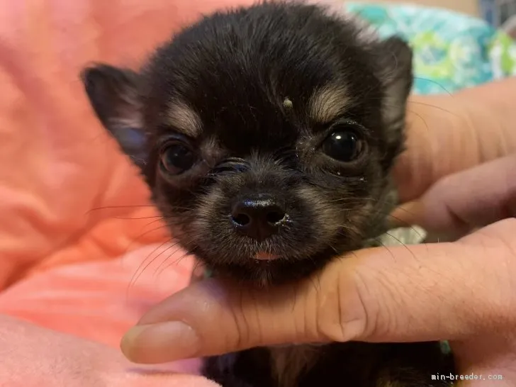 N.S 様のお迎えした子犬