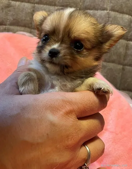 チワワ(ロング)【京都府・女の子・2021年5月15日・フォーン&amp;ホワイト】の写真1