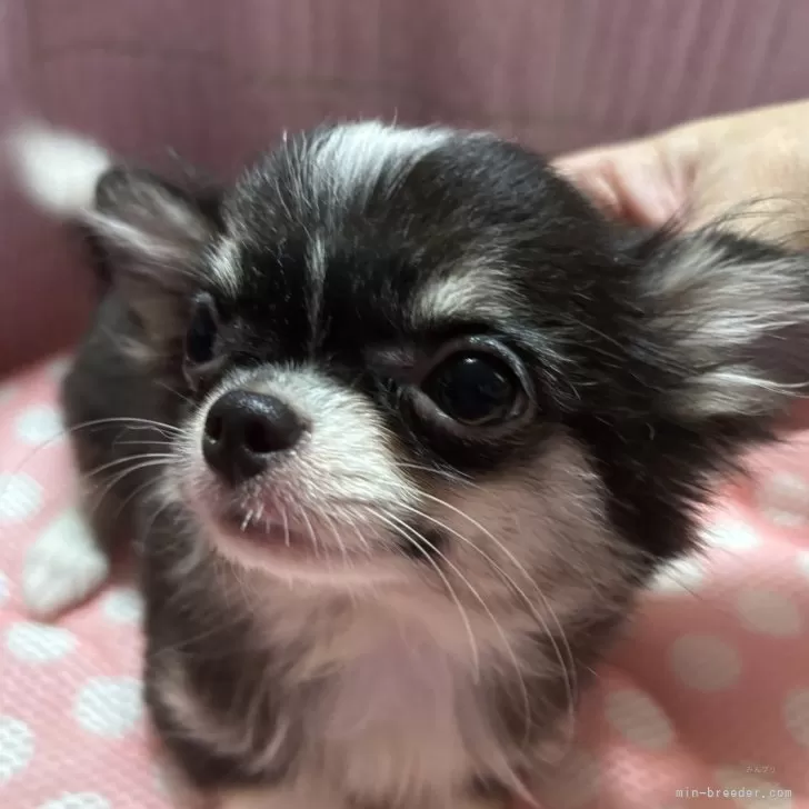 ID:2406-04712の子犬