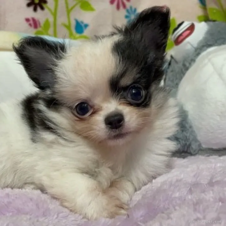 A.F 様のお迎えした子犬