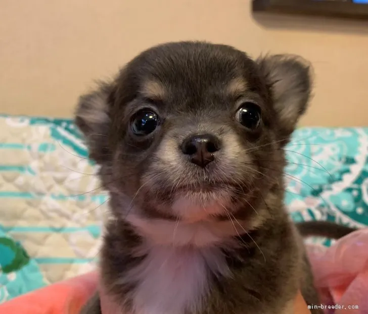 M 様のお迎えした子犬