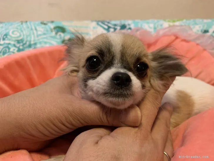 ランくん 様のお迎えした子犬