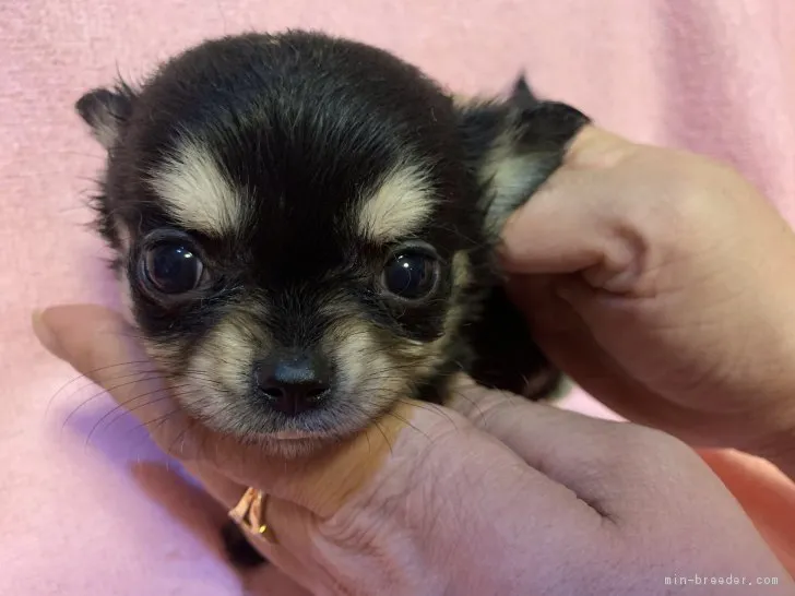 ID:1901-02080の子犬
