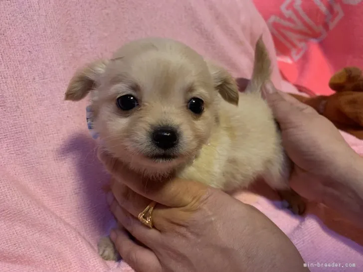 ID：1901-02138の子犬