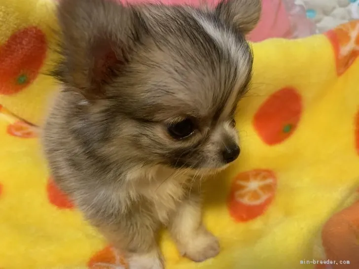 ID:1908-01866の子犬