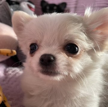チワワ(ロング)【京都府・女の子・2023年10月13日・クリーム】の写真「甘いマスクのかわいい子」